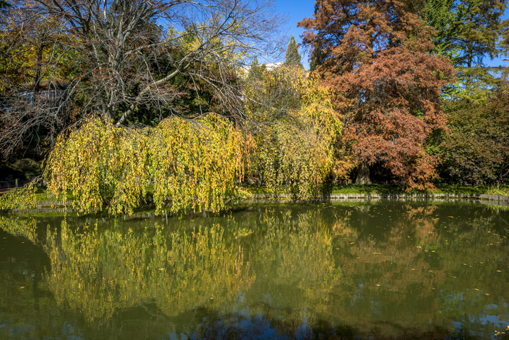 Brooklyn Botanic Garden: NYC in the fall The best tours to enjoy autumn in the city