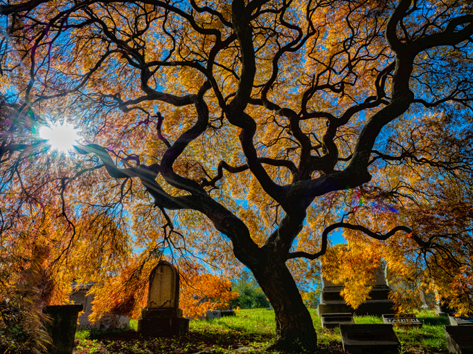 Green-Wood Cemetery in Autumn