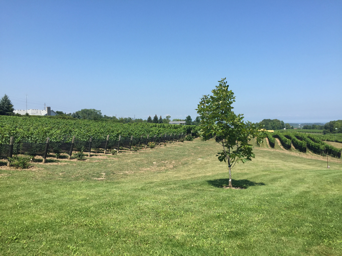 Niagara Winery: Niagara-on-the-Lake and Niagara Falls