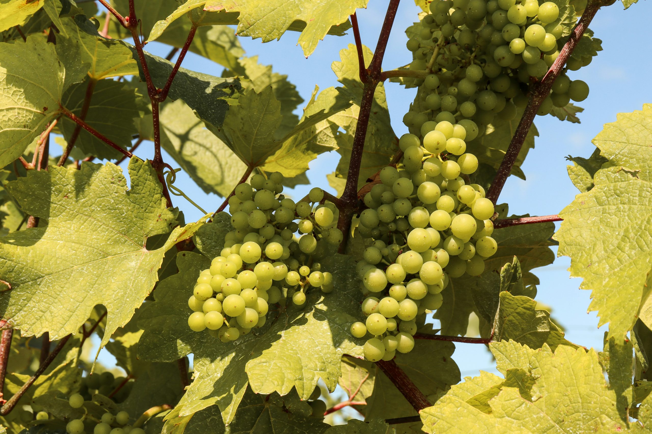 Vineyards: Luxurious Niagara Falls