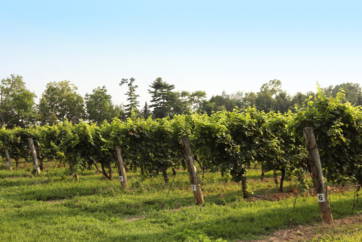Niagara Winery: Niagara Falls Luxury Bus Tour