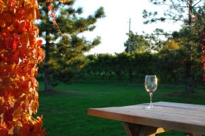 Private Niagara Falls Wine Tours From Toronto That Feel Straight Out of a Movie